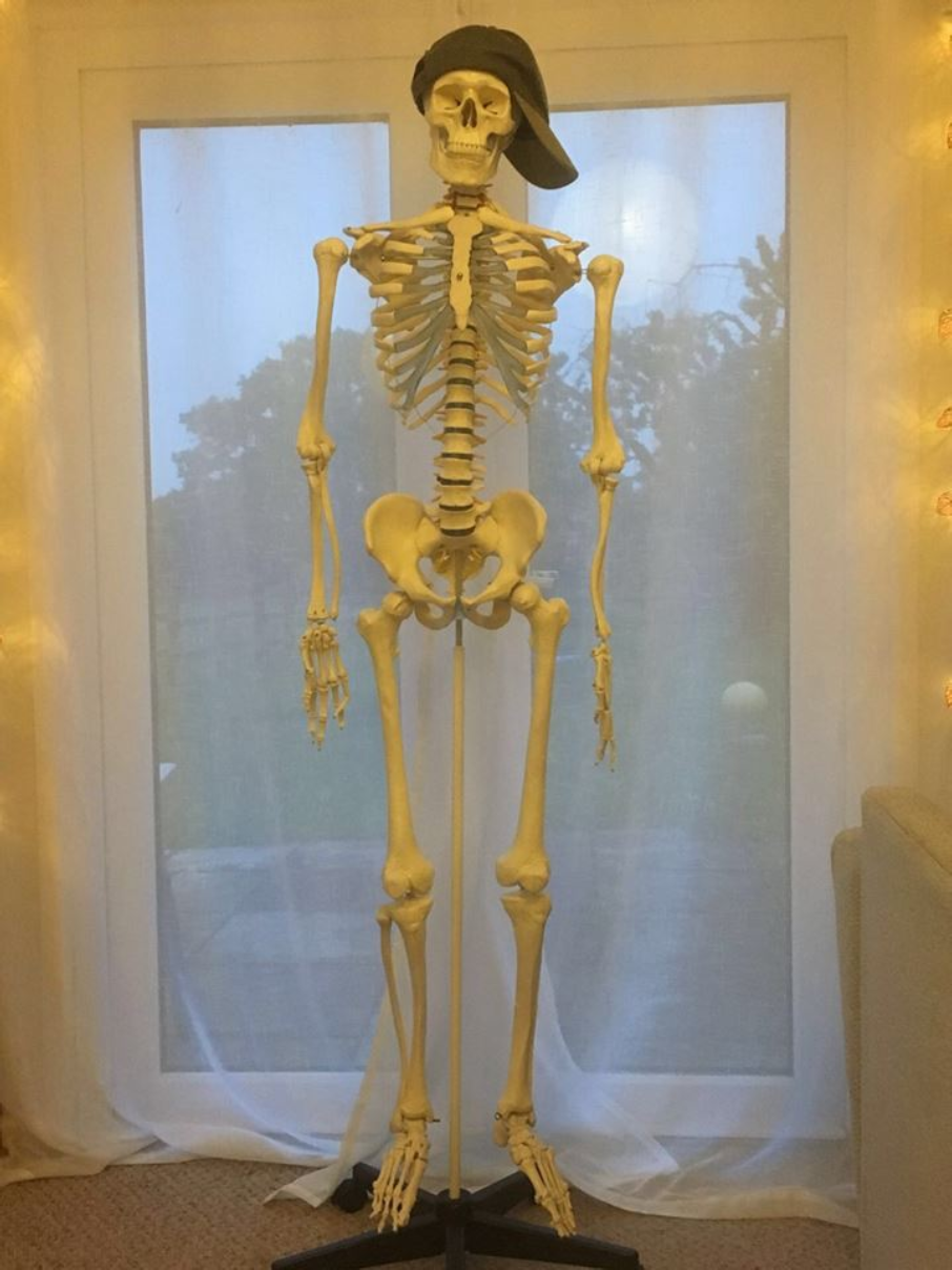 skeleton image 